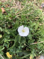 Convolvulus arvensis