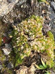 Stellaria dicranoides