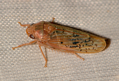 Ponana rubida