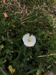 Convolvulus arvensis