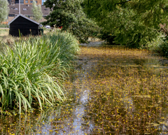 Utricularia vulgaris