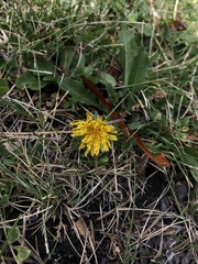 Taraxacum officinale