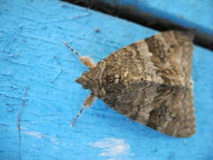 Catocala nupta
