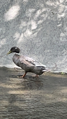 Anas platyrhynchos domesticus