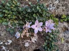 Campanula fragilis