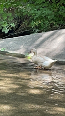 Anas platyrhynchos domesticus