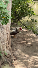 Cairina moschata domestica