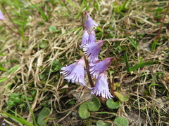 Soldanella pusilla