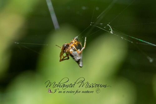 Common Dewdrop Spider