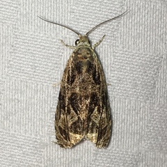 Olethreutes furfuranum