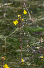 Utricularia vulgaris
