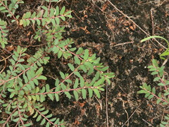 Euphorbia humistrata