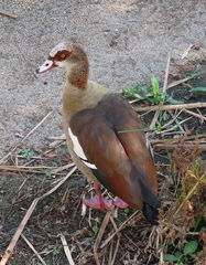 Alopochen aegyptiaca