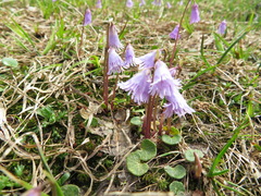 Soldanella pusilla