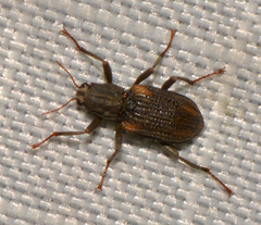 Stenelmis concinna