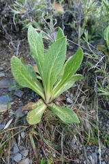 Primula miyabeana