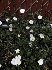 Convolvulus arvensis
