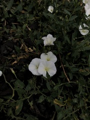 Convolvulus arvensis