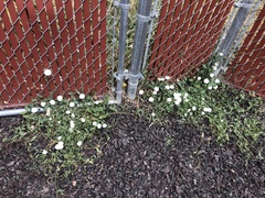 Convolvulus arvensis