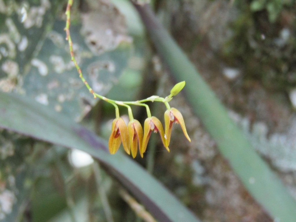 Stelis segoviensis; photograph author not stated, no rights reserved