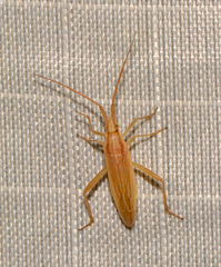 Stenodema trispinosum