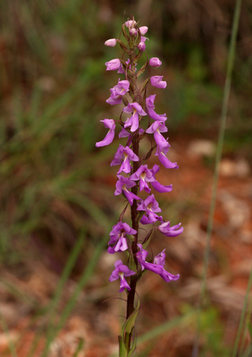 Brachycorythis pleistophylla image