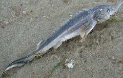 Acipenser ruthenus