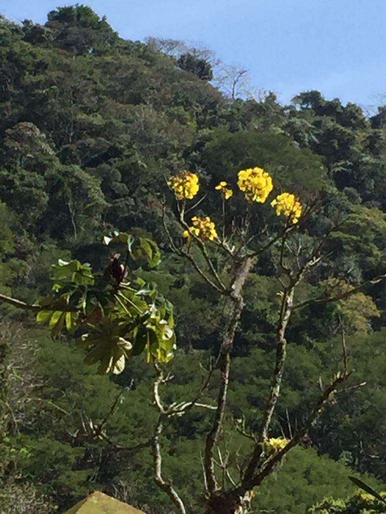 Imagem de Ipê-amarelo