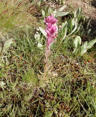 Castilleja lemmonii