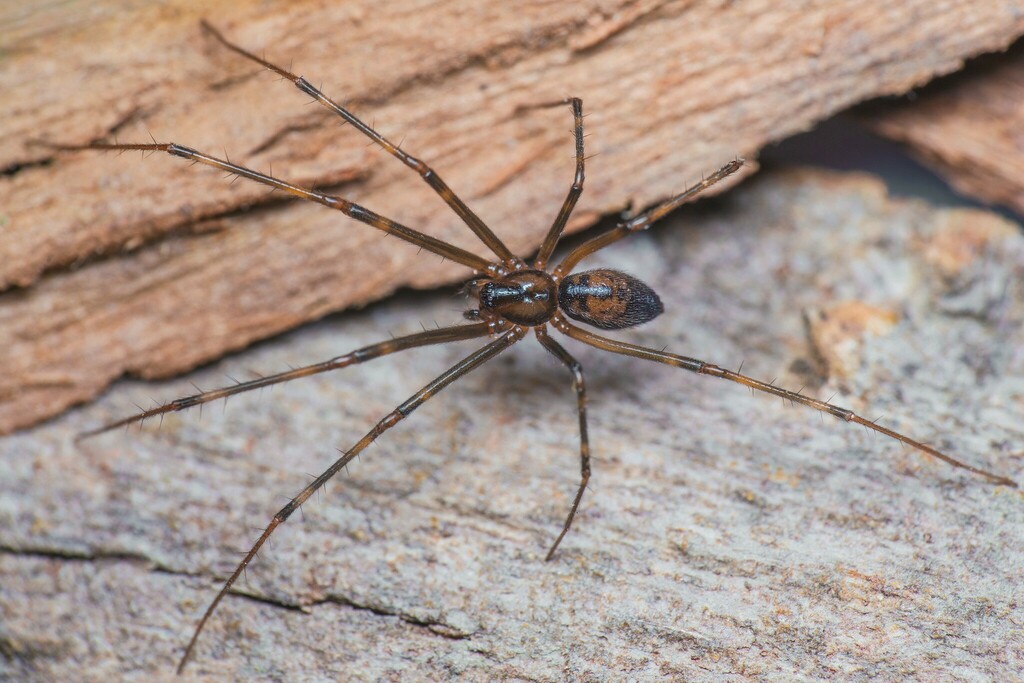 Pimoa breuili