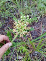Asclepias obovata