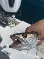 Merluccius bilinearis