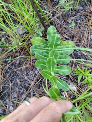 Asclepias obovata
