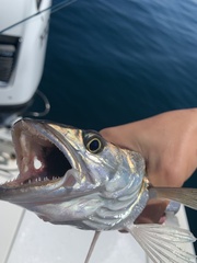 Merluccius bilinearis