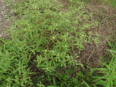 Croton glandulosus septentrionalis