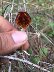 Calochortus marcellae