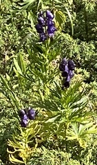 Aconitum tauricum