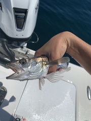 Merluccius bilinearis