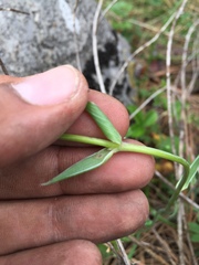 Calochortus marcellae