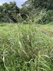 Sorghum × drummondii