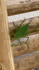 Poecilimon schmidtii