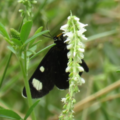 Alypiodes flavilinguis