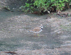 Charadrius dubius