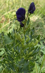 Aconitum tauricum