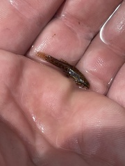 Etheostoma microperca