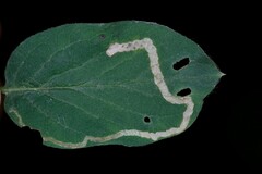 Aulagromyza hendeliana