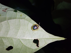 Charidotella zona