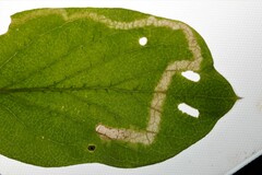 Aulagromyza hendeliana
