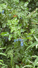 Berberis aquifolium
