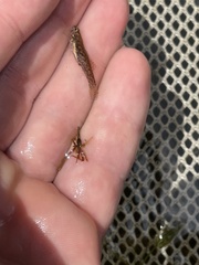 Etheostoma microperca